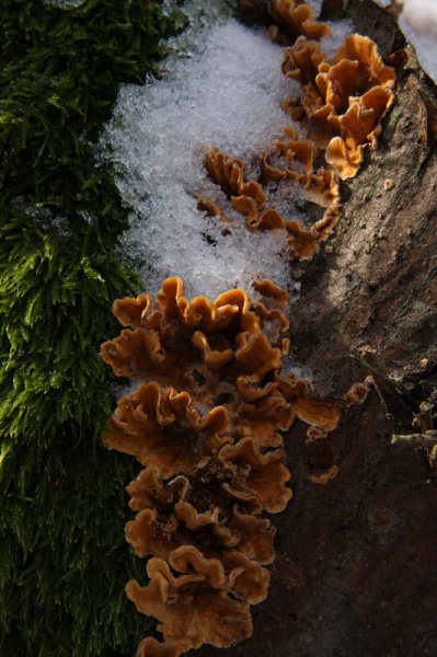 A téli erdő szines gombái