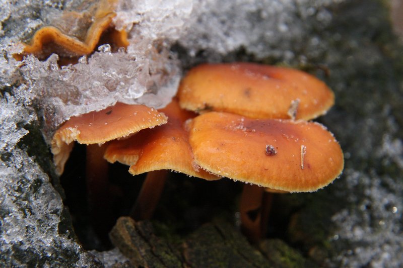 A téli erdő szines gombái