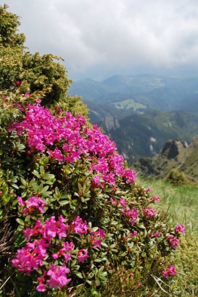 Havas szépe (Rododendron)