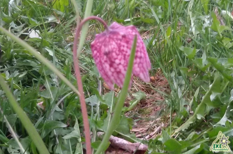 Mocsári kockásliliom (Fritillaria meleagris)