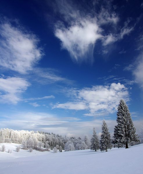 Páfrányos mezőn - Kelemen-havasok