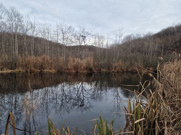 Nemet Levente Feneketlen to