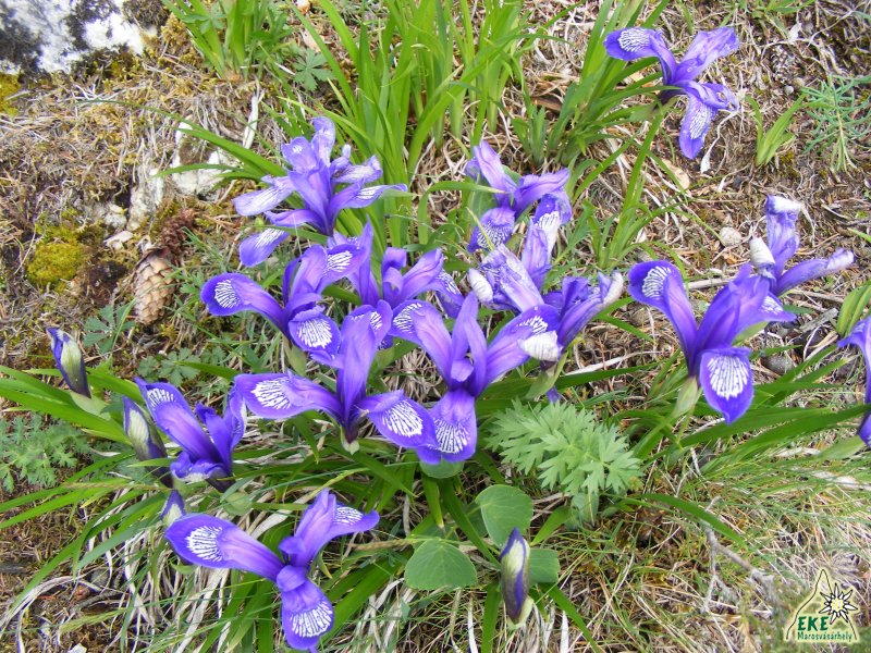 Szibériai nőszirom