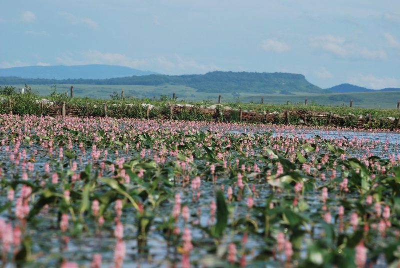 Virágzó Sáté-tó Vajdaszentiványon