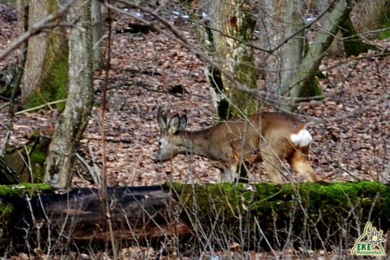 Vasárnapi egyéni fotóstúra.
