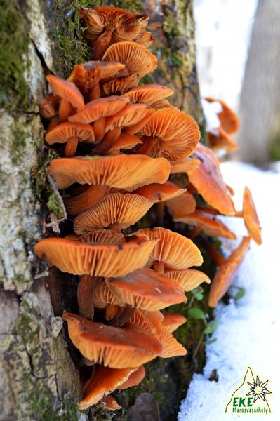 Vasárnapi egyéni fotóstúra.