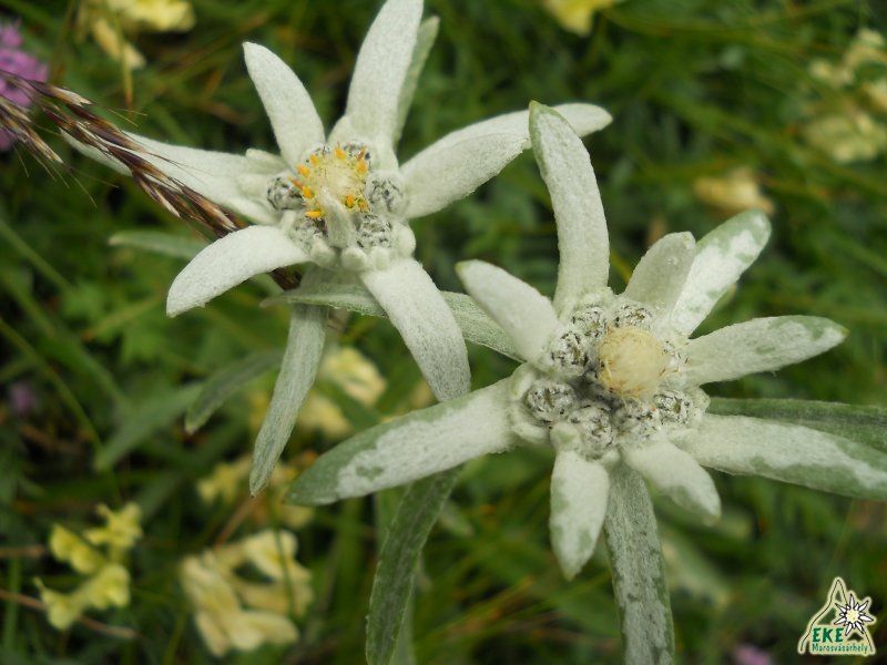 Havasi gyopár - Csalhó -19.07.2014