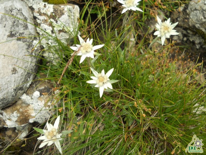 Havasi gyopár - Csalhó -19.07.2014