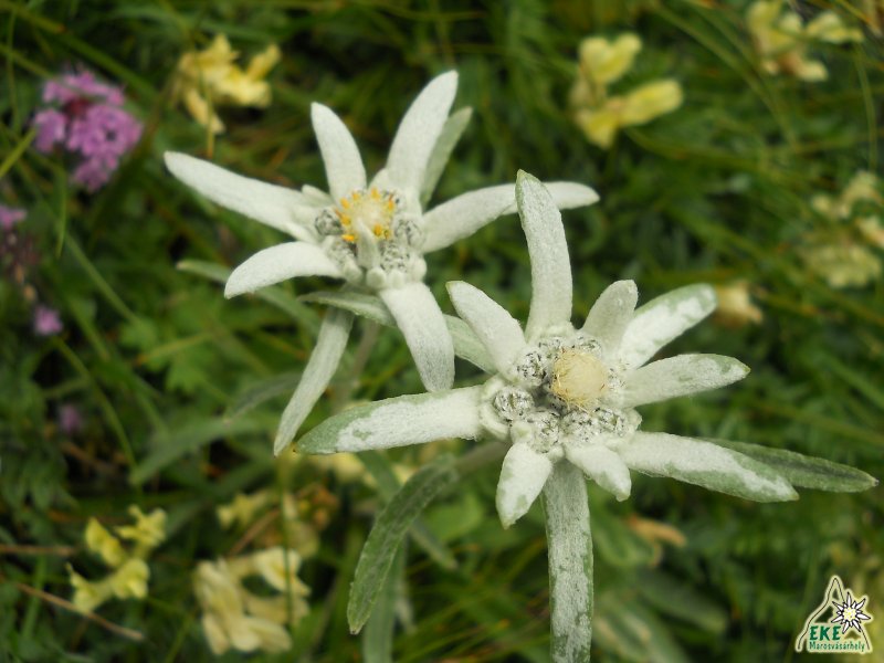 Havasi gyopár - Csalhó -19.07.2014