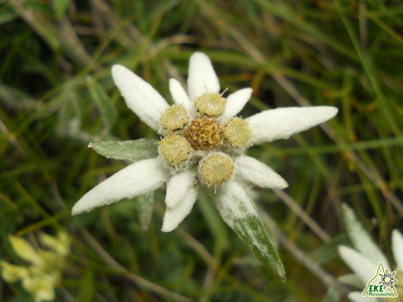 Havasi gyopár - Csalhó -19.07.2014