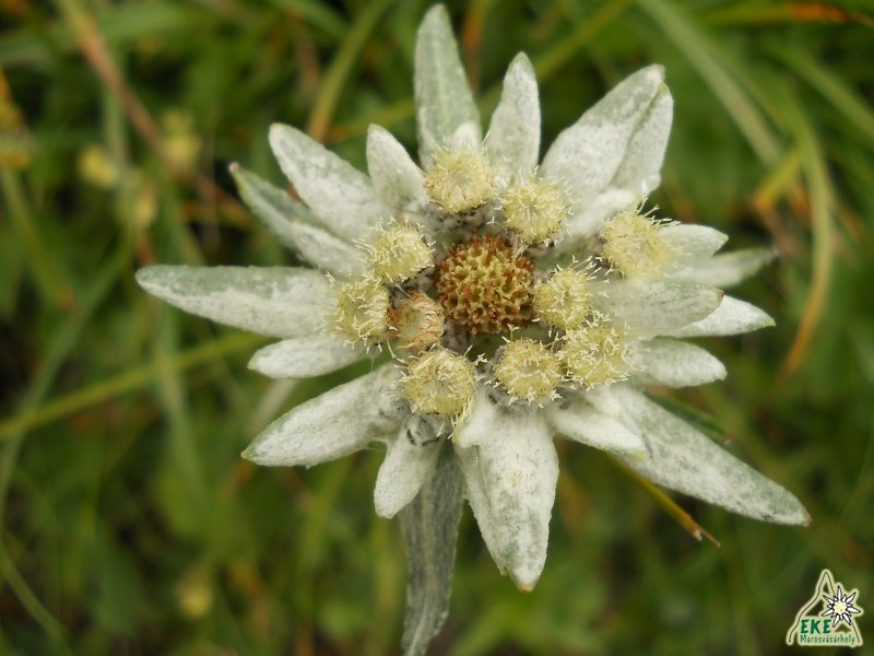 Havasi gyopár - Csalhó -19.07.2014