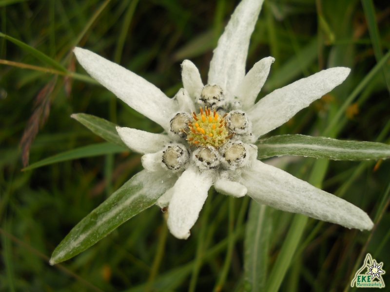 Havasi gyopár - Csalhó -19.07.2014