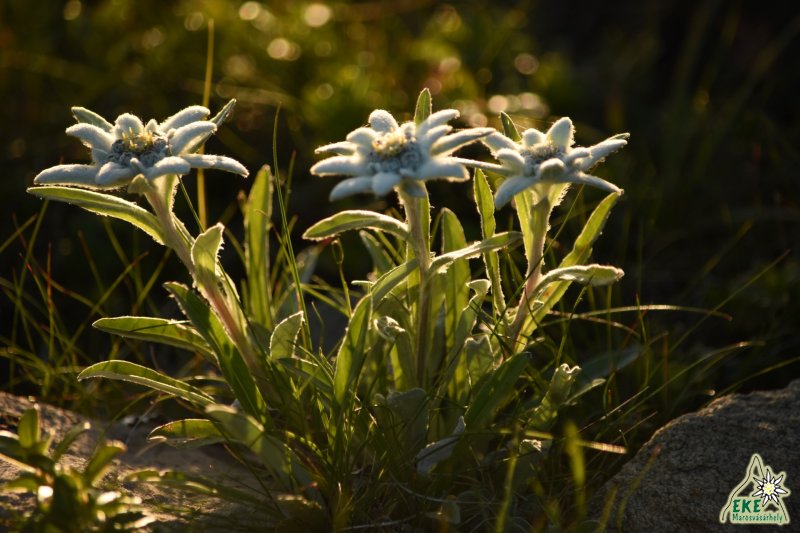Gyopárok naplemente fényben