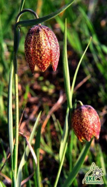 Kockás liliom  Mezőpanit