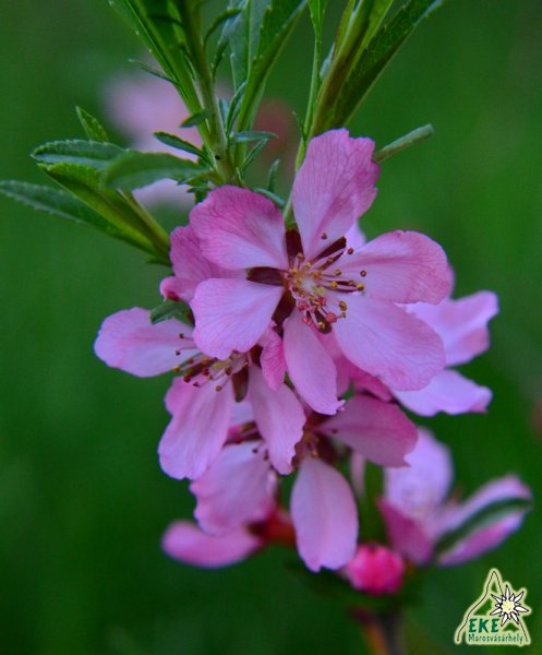 Törpe mandula  Mezőpanit