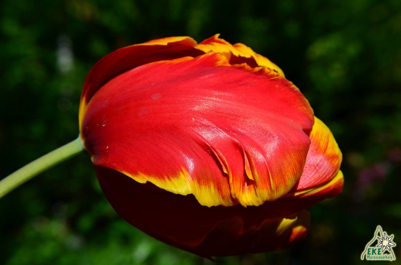 Anyák napi üdvözlet