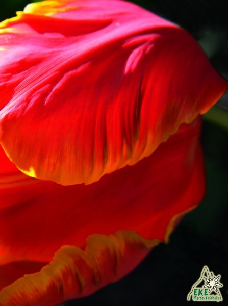 Anyák napi üdvözlet