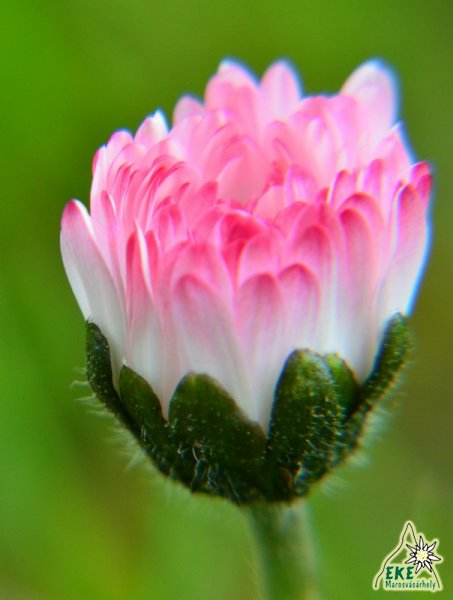 Anyák napi üdvözlet