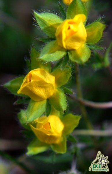 Anyák napi üdvözlet