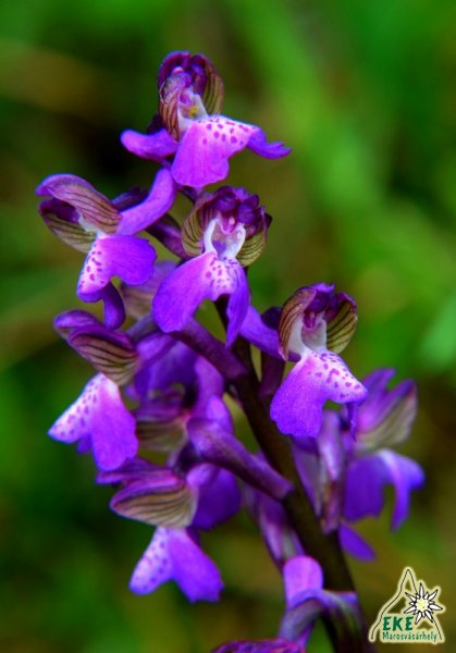 Anyák napi üdvözlet