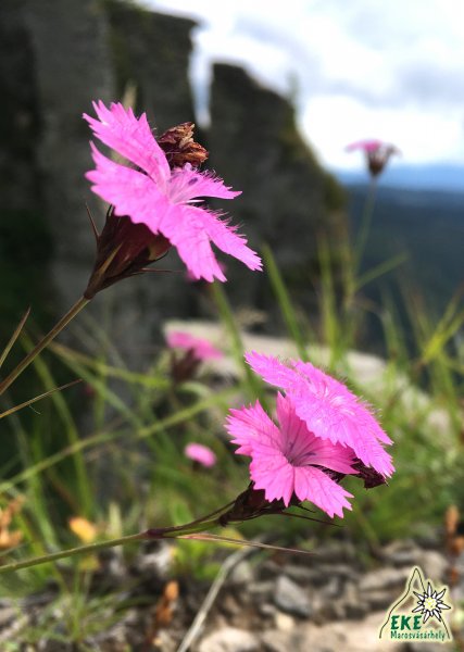Havasi szegfű.