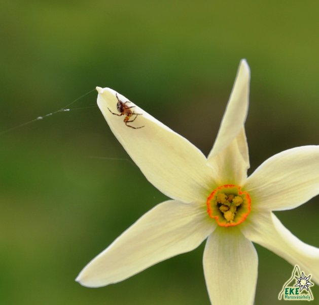 Magányos (?) nárcisz