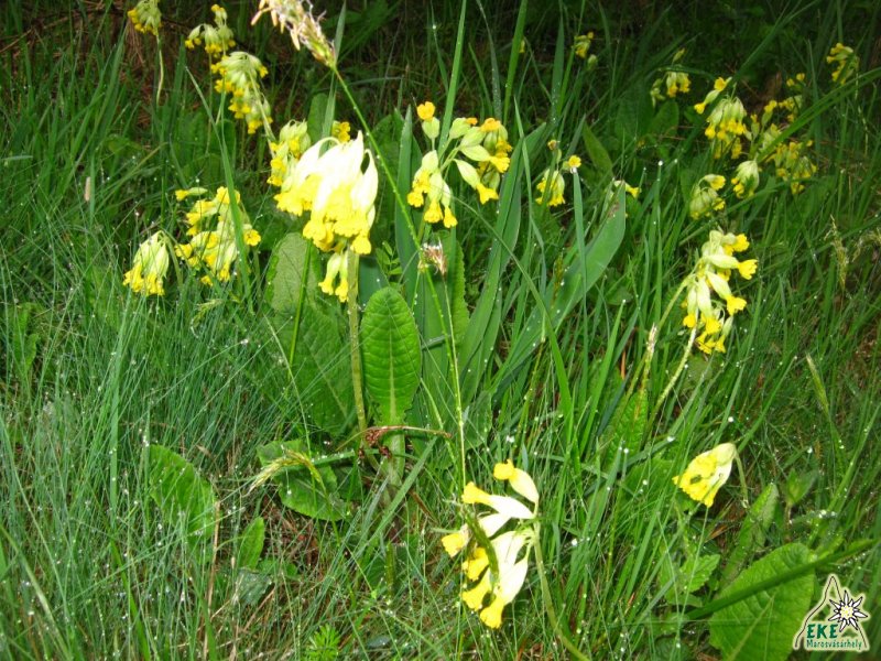 Kankalinok eső után (az Őrhegyen)