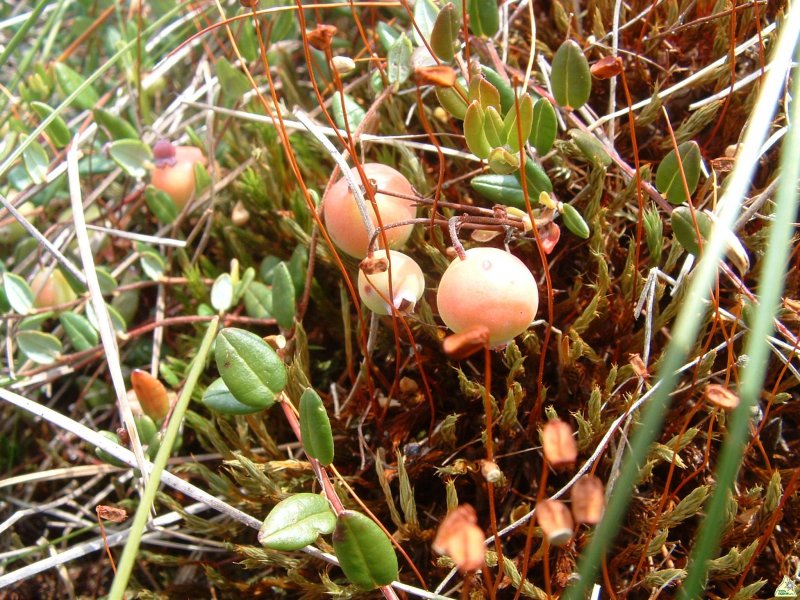 Tőzegáfonya (Vaccinium oxicoccos)