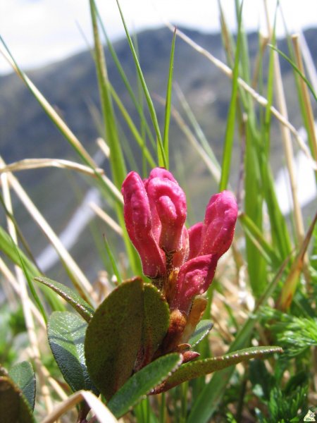 Rhodo-bimbó