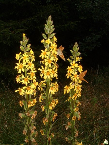 Jégkori reliktum: Szibériai hamuvirág