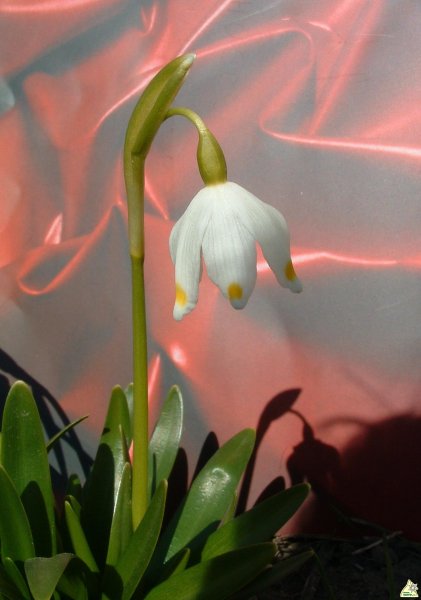 Tavaszi tőzike "sarkifényben"