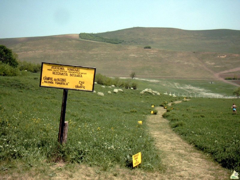 A Mezőzáhi bazsarózsa-rezervátum