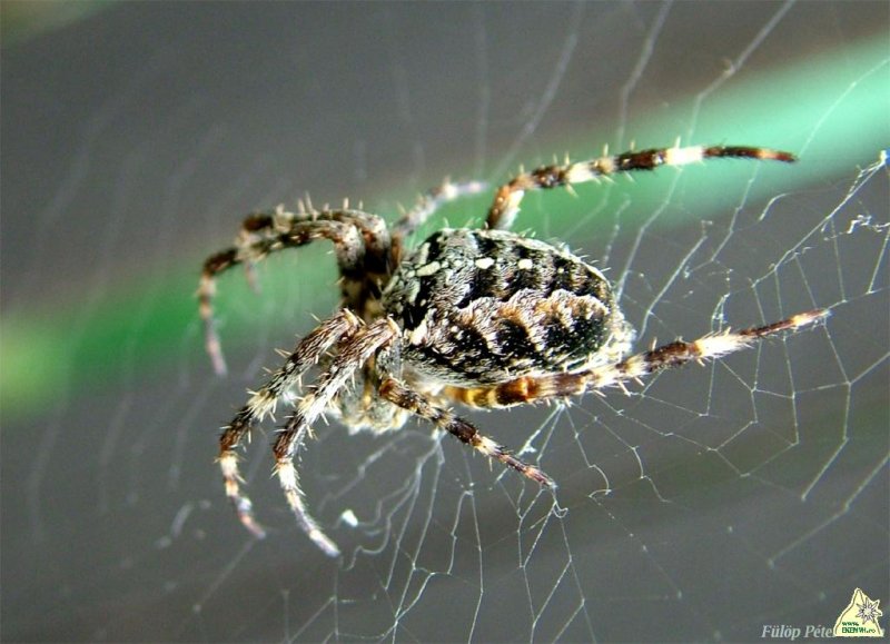 Erdélyi "tarantula"