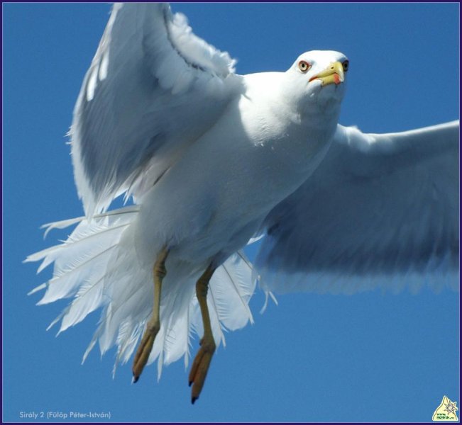 Sirály 2