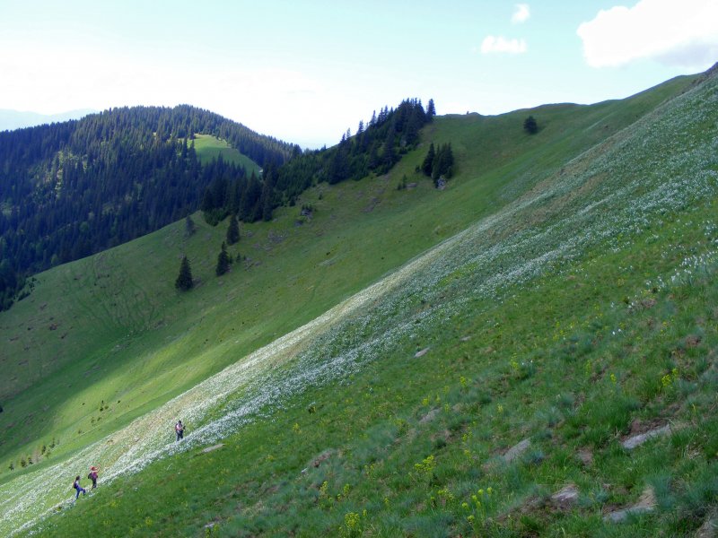 Nárciszmező a Száka-hegyen