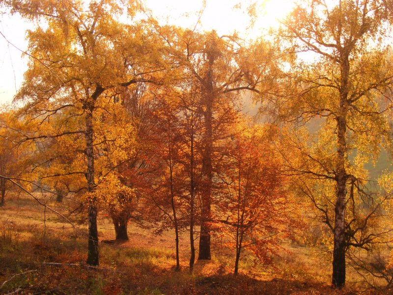 Itt van az ősz, itt van újra...