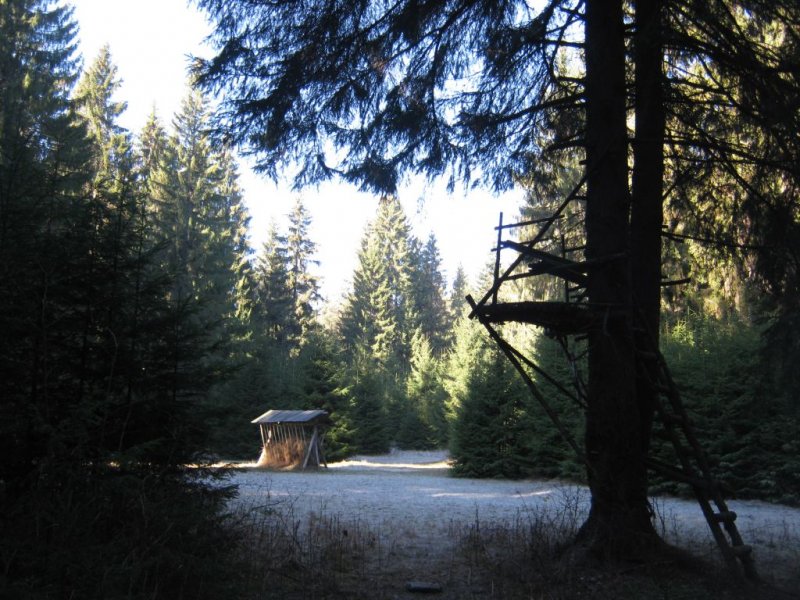 Hóharmatos tisztás