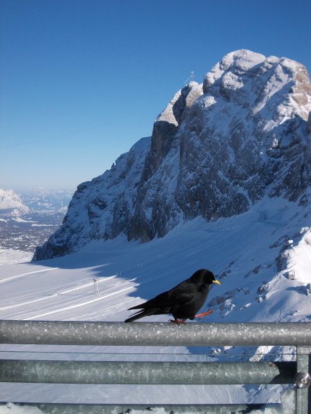 Őrjárat a Dachsteinon