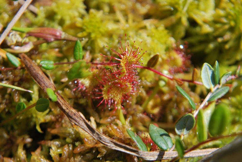 Húsevő növény a Mohos-tőzeglápban