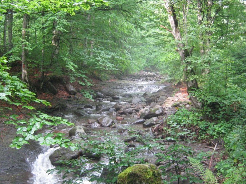 Őserdő a Donka-patak mentén