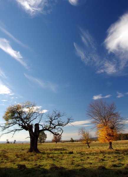 a mocsárerdő szélén
