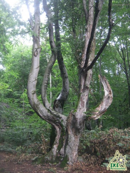 &Ouml;t&aacute;g&uacute; 