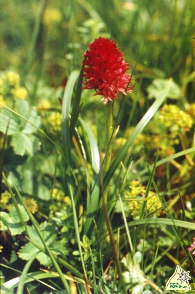 Vitéz-virág (Vitéz vér)