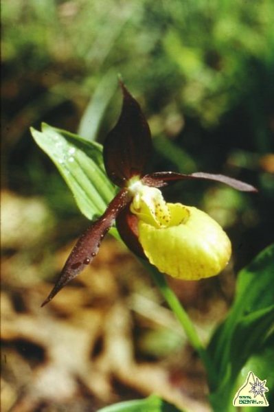 Boldog aszony papucsa (papucs virág)