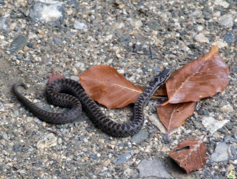 keresztes vipera (Vipera Berus)