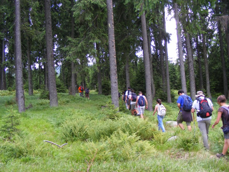 Páfrányos fenyvesben