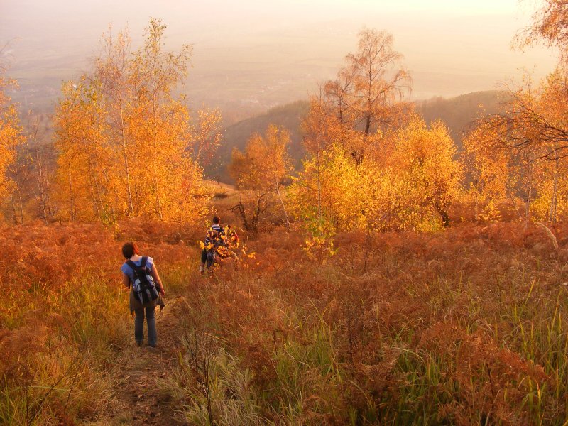 Kifele az Aranyerdőből