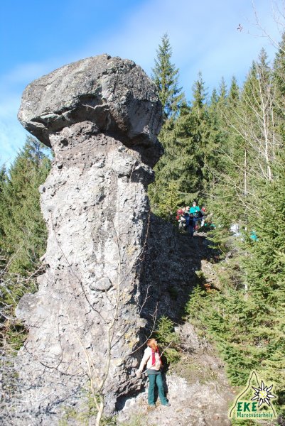 Kőgomba