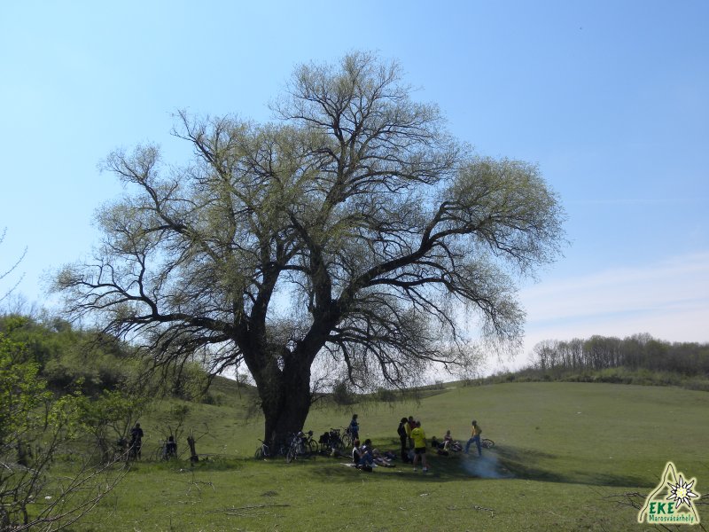 A nagy fűzfa árnyékában