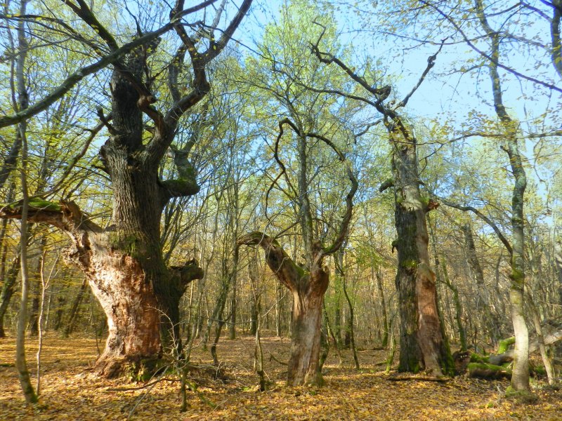 A három nővér. (Mocsár-erdő)